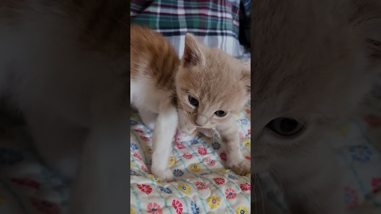Watch These Kittens Play!