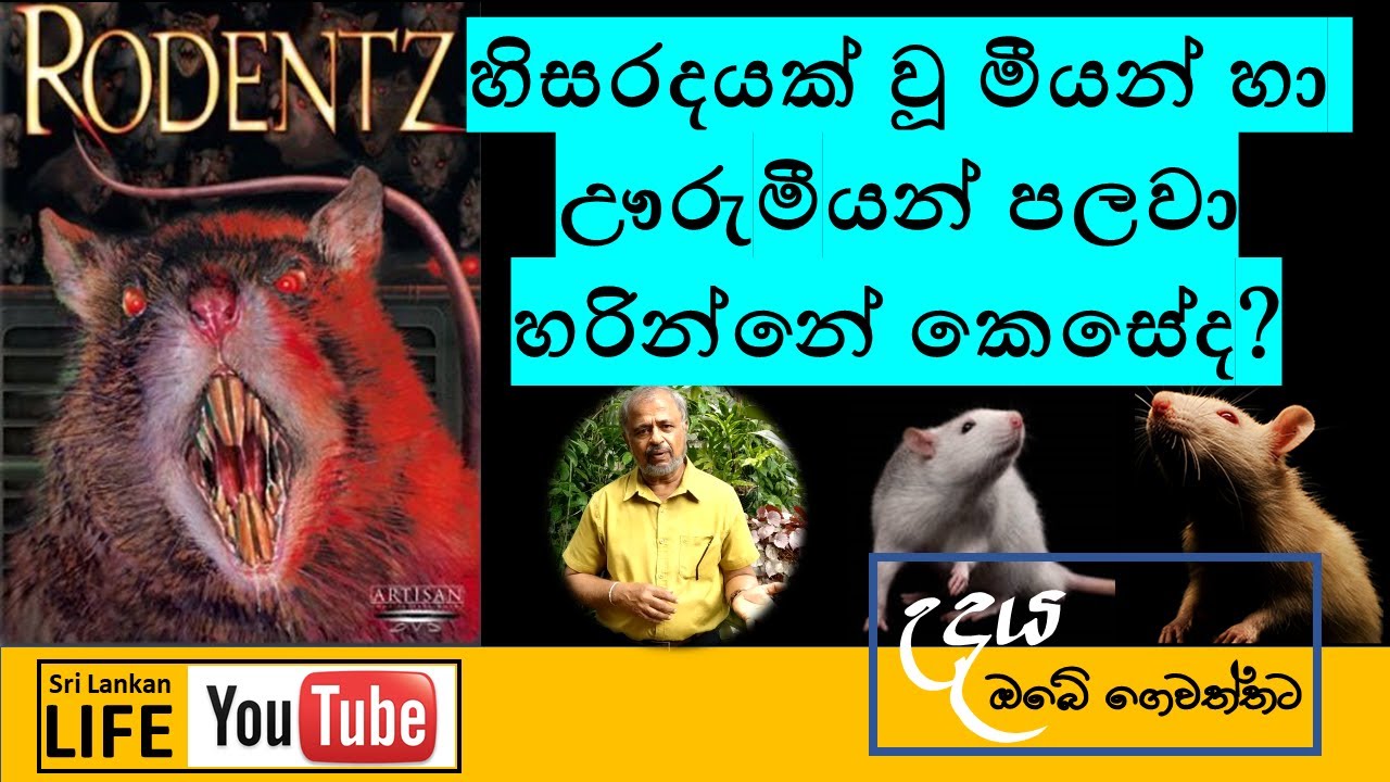 Episode 19. වගාවට හානිකරන මීයන් වර්ග සහ පලවාහරින ක්‍රම  | How to get rid of rats and bandicoot rats