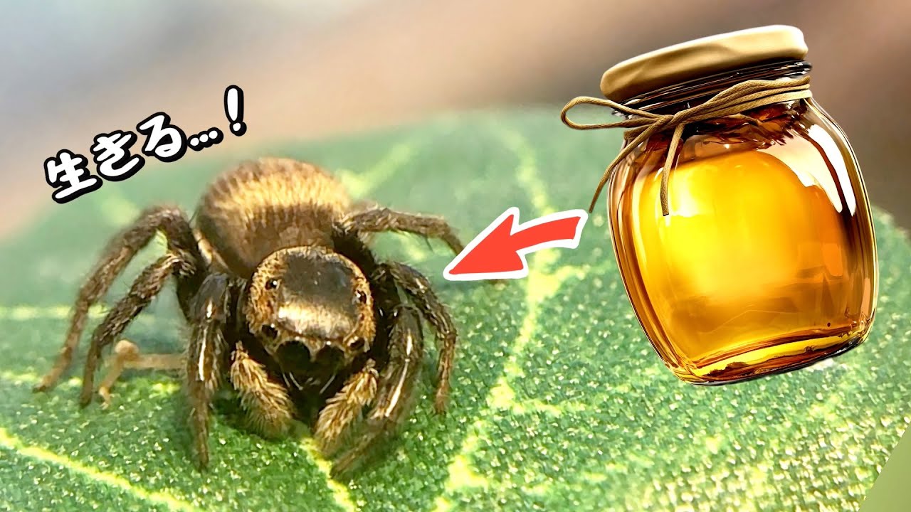 【介護】老後のハエトリグモに蜂蜜を与えて寿命を伸ばす