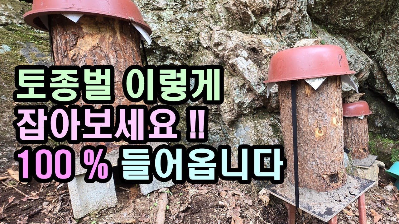 토종벌 200% 잡는 비법