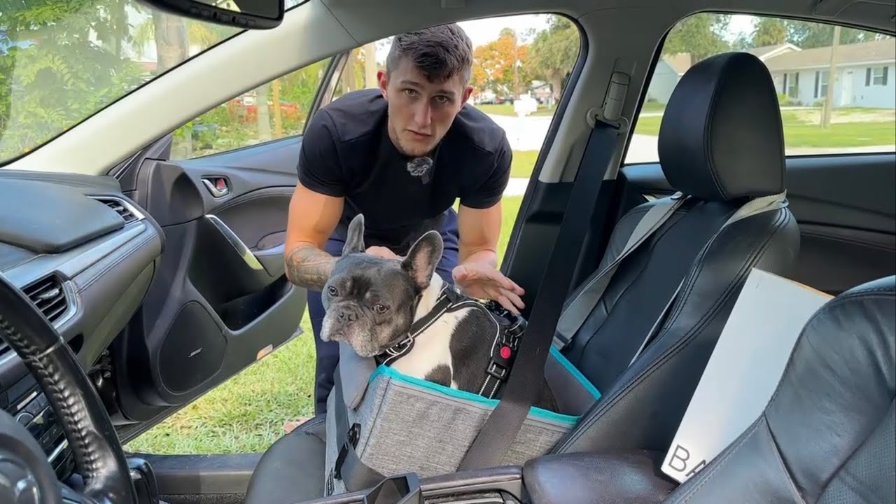 Dog car seat for small dogs. High padded walls. Great for roadtrips.