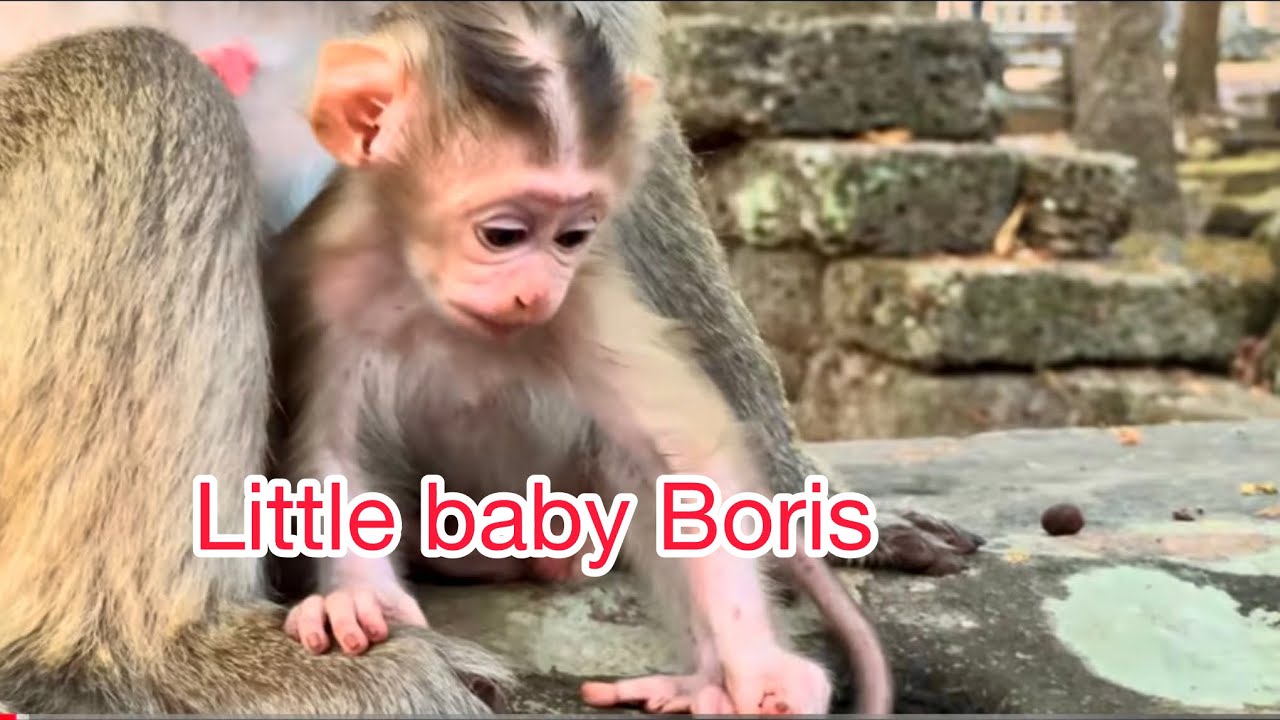 So cute adorable baby monkey natural 