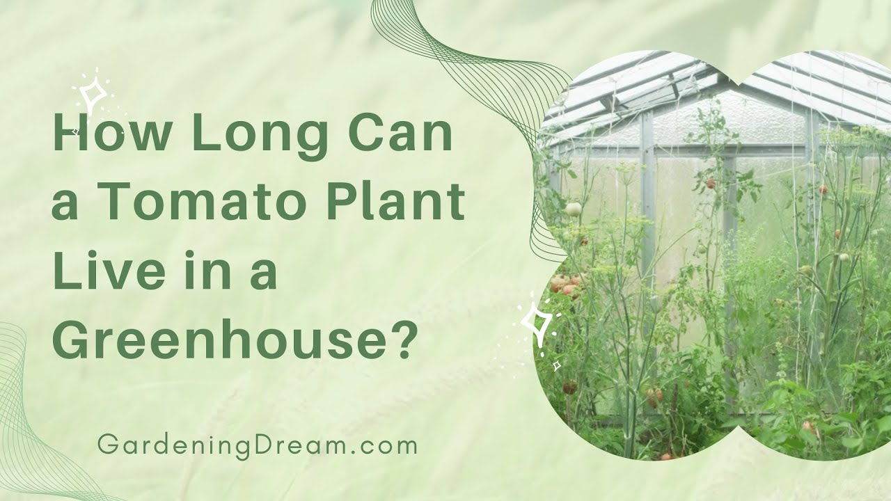 How Long Can a Tomato Plant Live in a Greenhouse