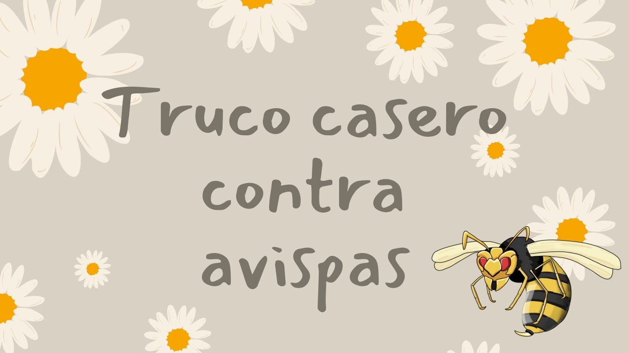 🐝🐝 Trampa para avispas 🐝🐝