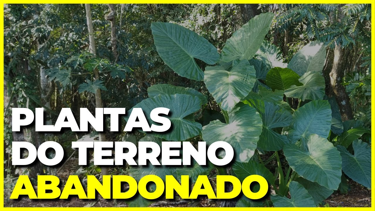 Plantas Incríveis em um Terreno Abandonado (Tour de Plantas)