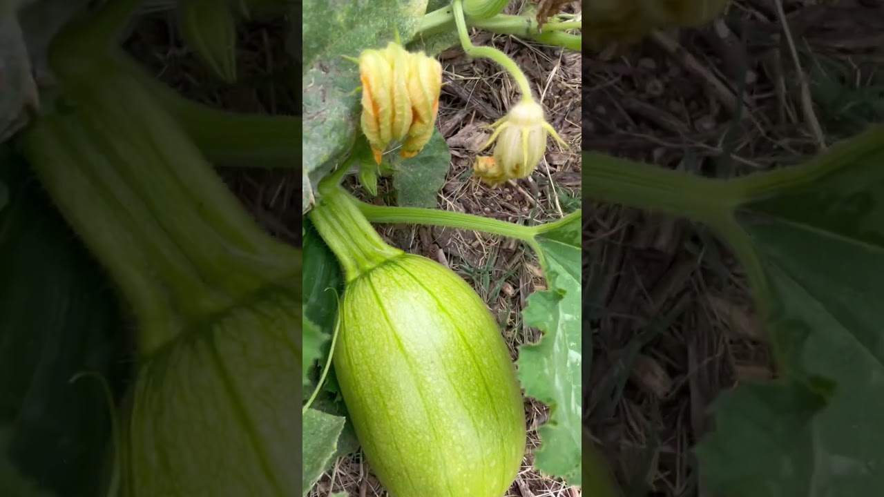 Growing a backyard pumpkin patch from a single smashed pumpkin #pumpkin #pumpkinpatch