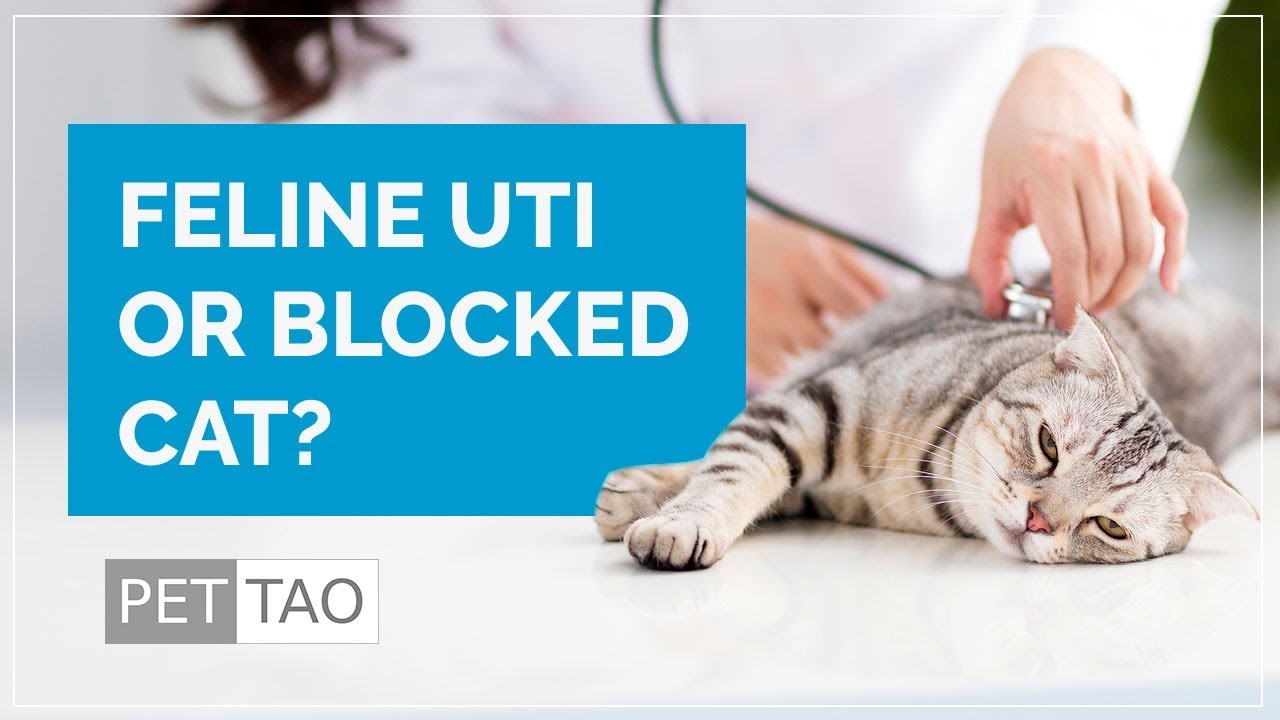 What are Blocked Cat Symptoms? PET | TAO Holistic Pet Products