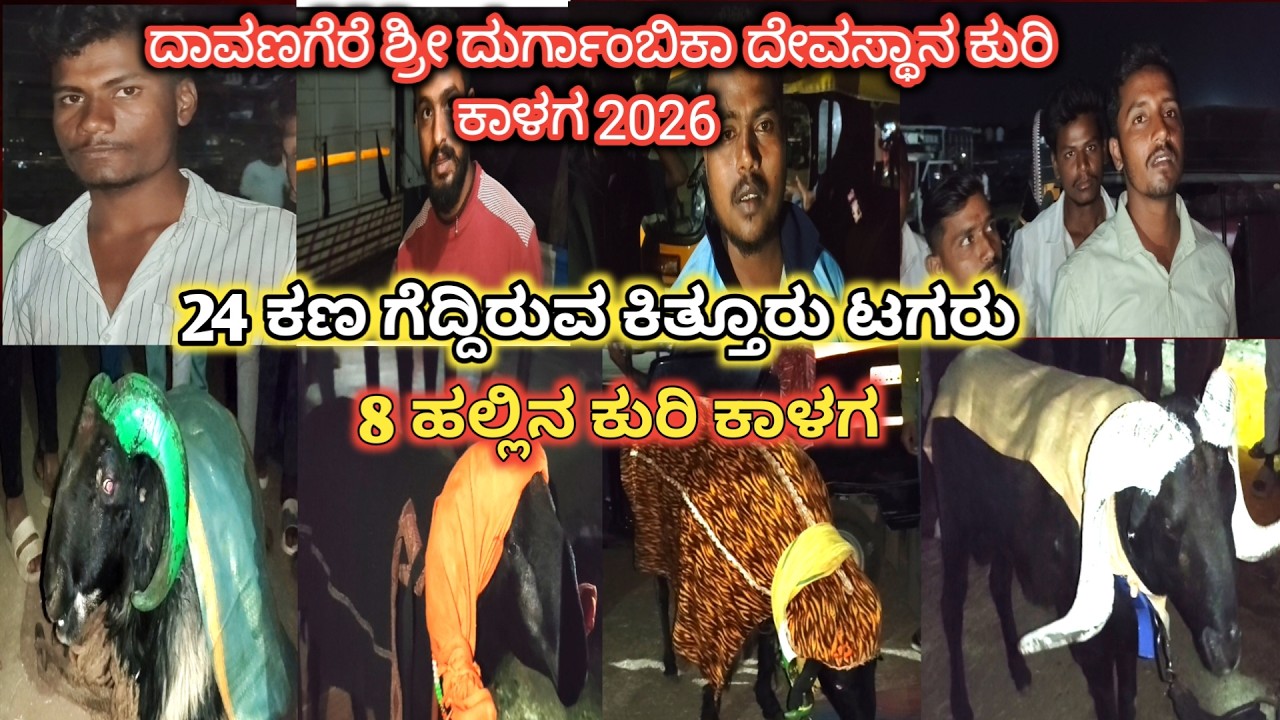 24 ಕಣ ಗೆದ್ದಿರುವ ಕಿತ್ತೂರು ಟಗರು | ದಾವಣಗೆರೆ ಶ್ರೀ ದುರ್ಗಾಂಬಿಕಾ ಜಾತ್ರೆ 2026 ಕುರಿ ಕಾಳಗ 2026 | Jatre 2026