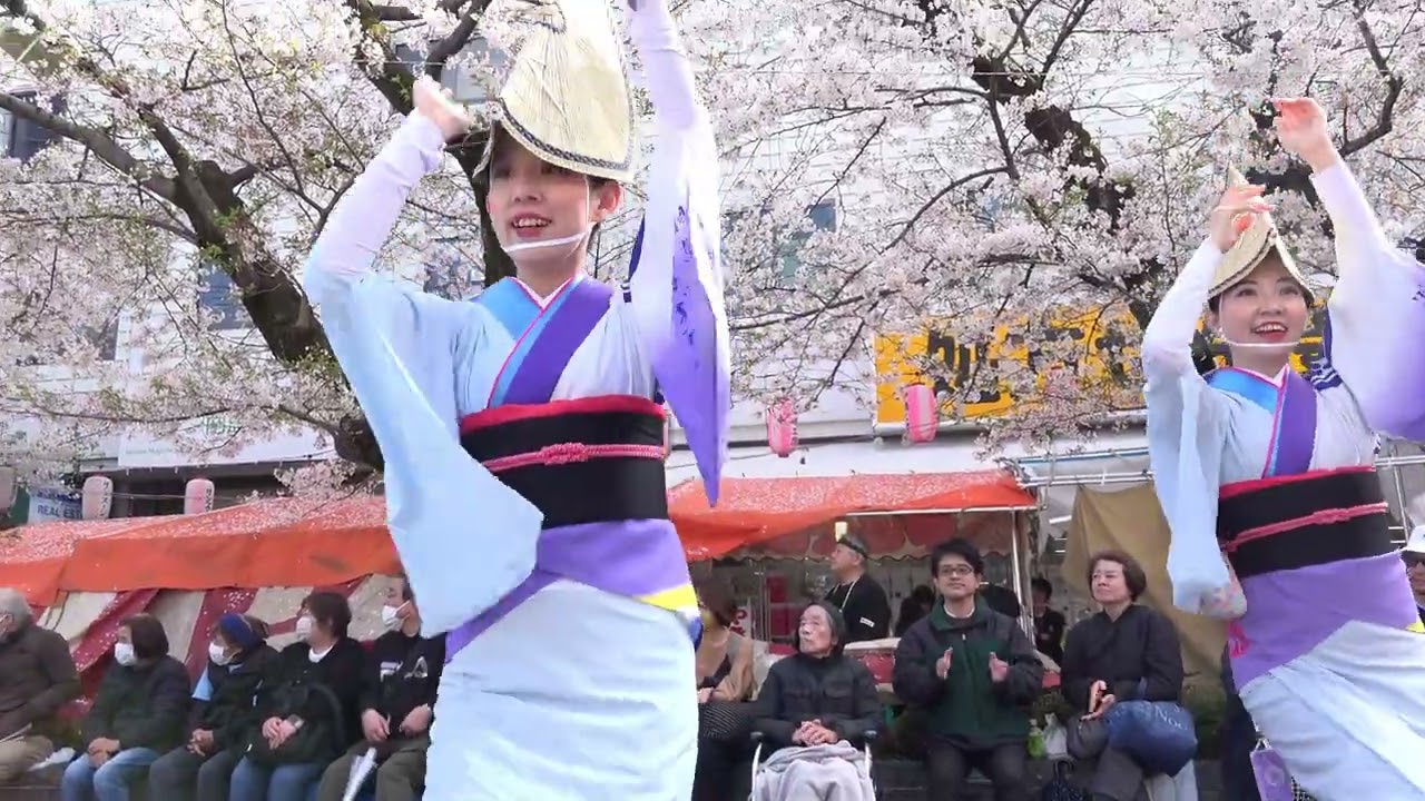 湘南なぎさ連  第35回 馬込文士村大桜まつり 第二会場