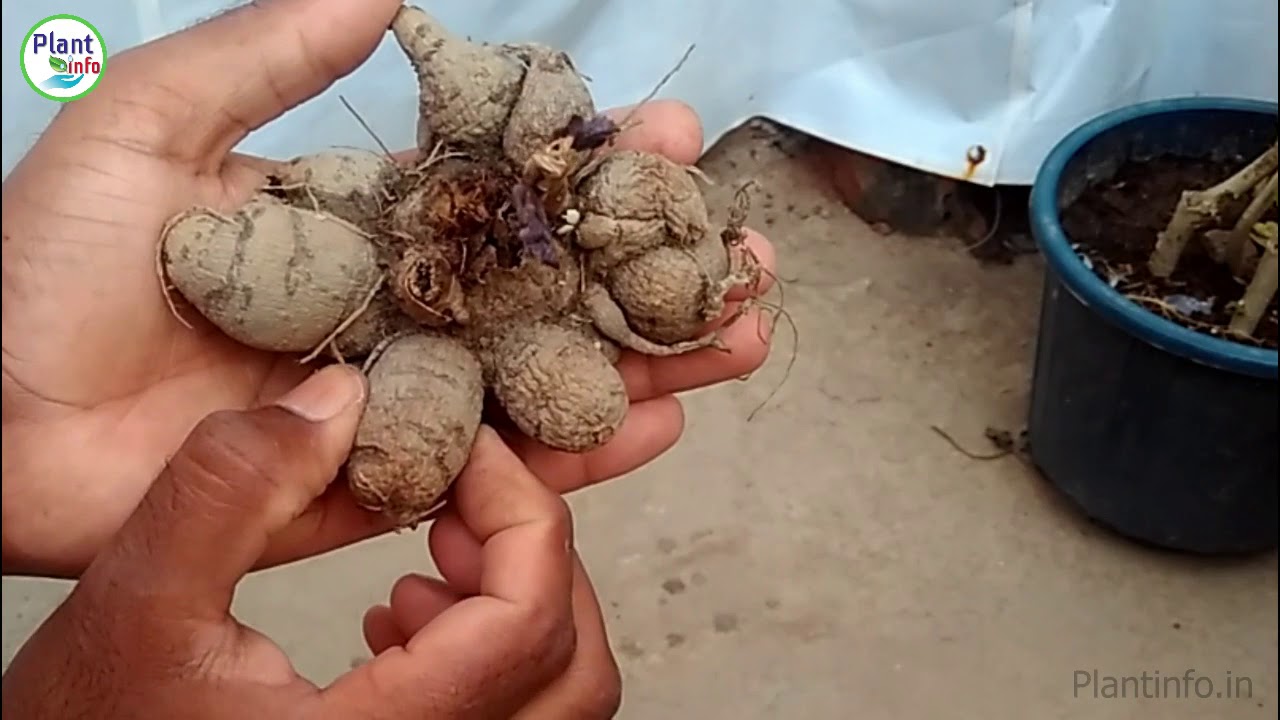 3 तरीके से डेहलिया टूबर को save करो |  How to Save Dahlia Tubers for next season | Nursery methods