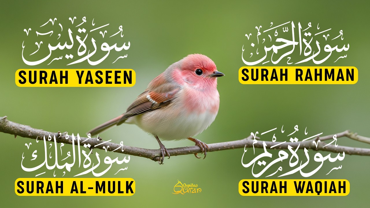 Soothing Surah Yaseen (Yasin) | Surah Rahman | Surah Waqiah | Surah Mulk | Alaa Aqel | Ep-04