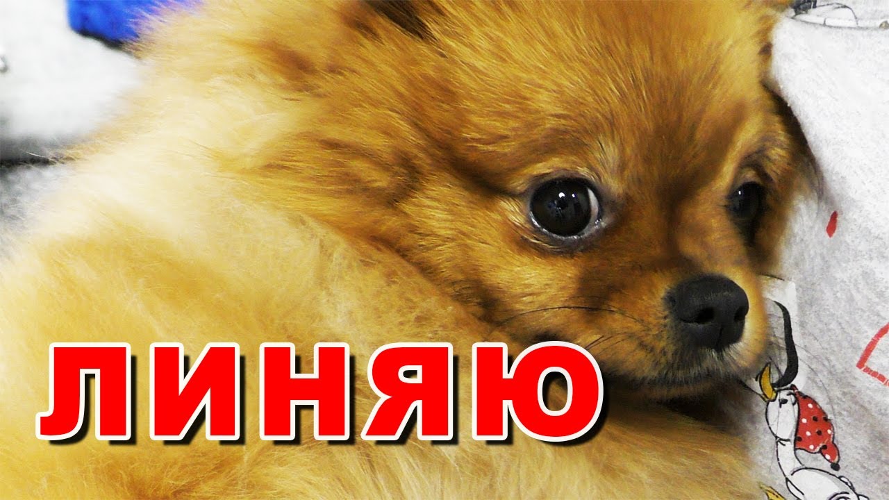 Шпиц линяет. Витамины для шерсти собаки. Пони Ekinia (Экиния). Снег в октябре 2020. Влог