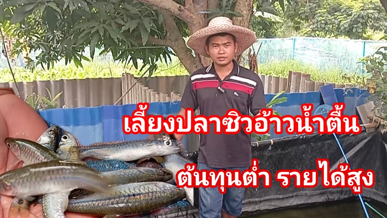 เลี้ยงปลาซิวอ้าวน้ำตื้น!! ต้นทุนต่ำ ออกลูกเดือนละครั้ง ตอบโจทย์ทุกพื้นที่