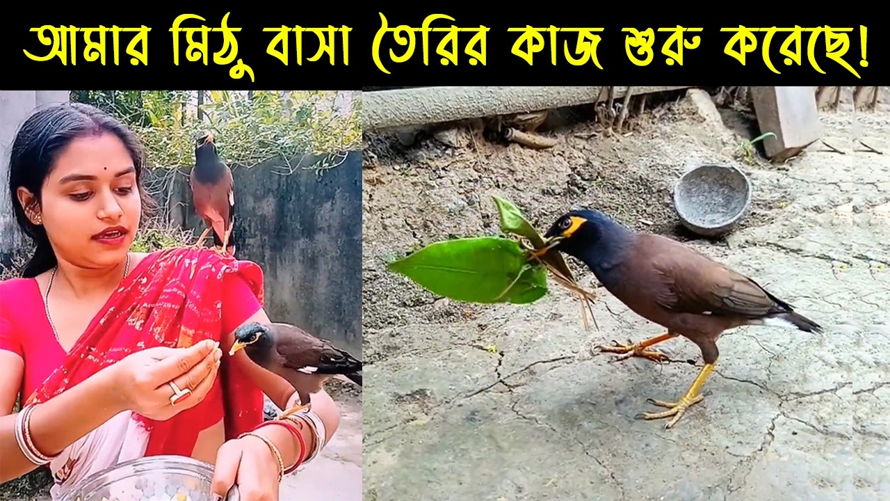 কথা বলা অসহায় শালিক ছানার জীবনী | Bird story-214 | The life story of Shawl Bird  | E14