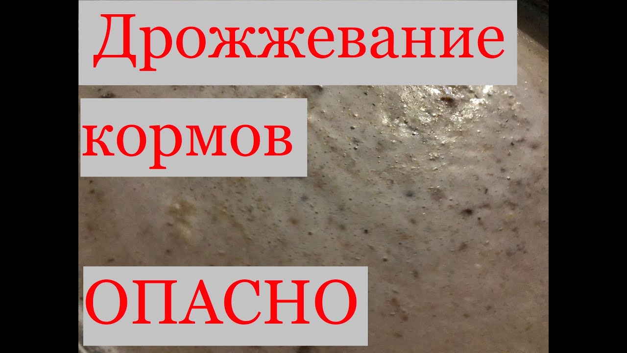 ДРОЖЖЕВАНИЕ КОРМА