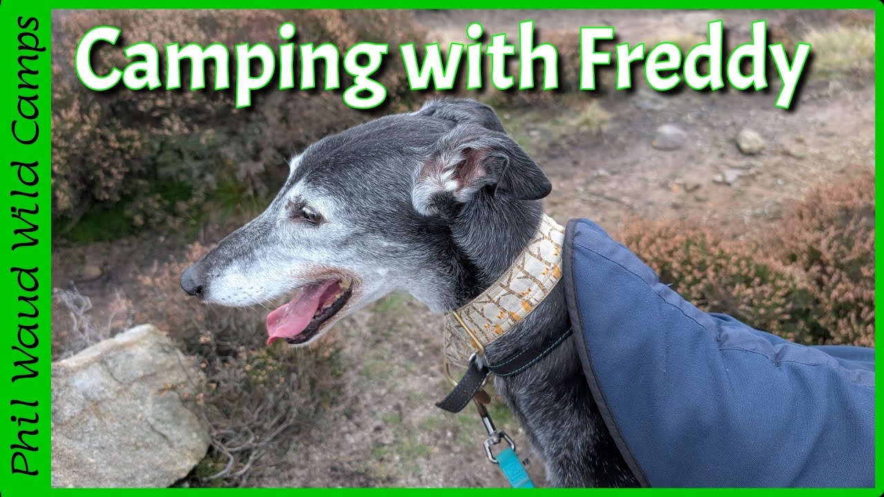 The Fastest route up to a Kinder Scout wildcamp, Freddy the greyhound FLIES  up! 