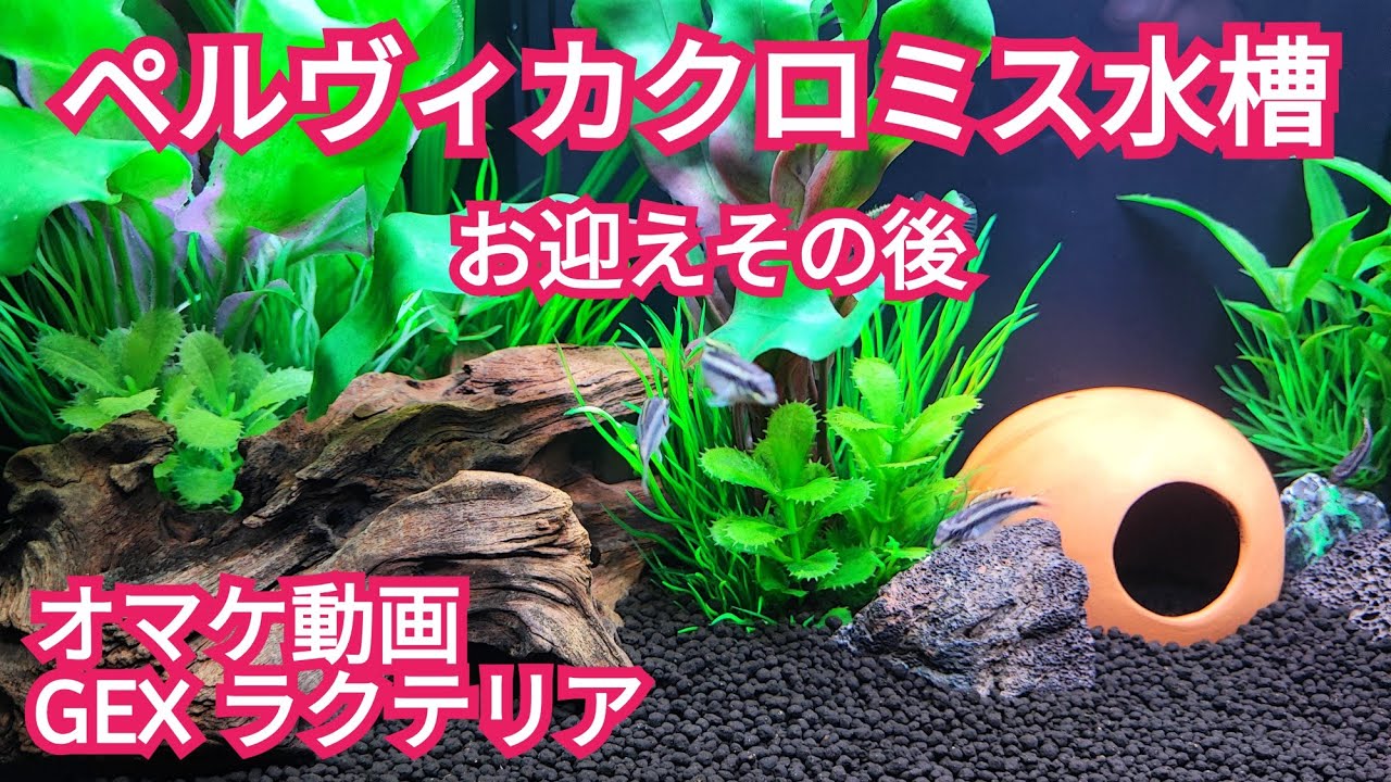 ペルヴィカクロミス経過報告