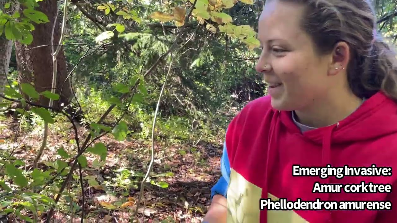 Invasive Species Identification: Amur Corktree