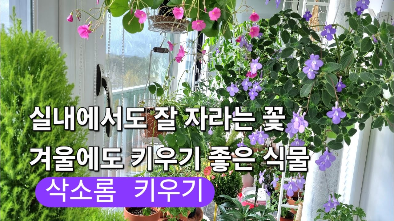 실내에서도 잘 자라는 꽃/겨울에도 키우기 좋은 식물/삭소롬 삽목방법/외목대수형 만들기