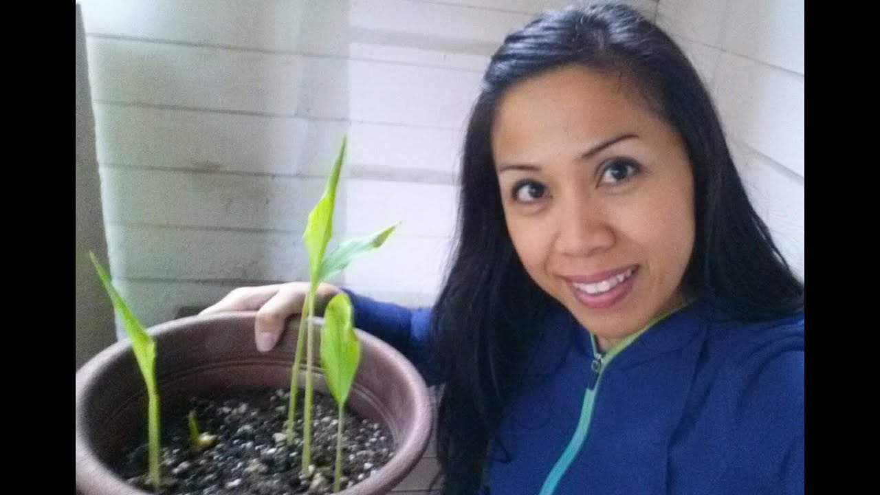 Growing Turmeric in Containers Update