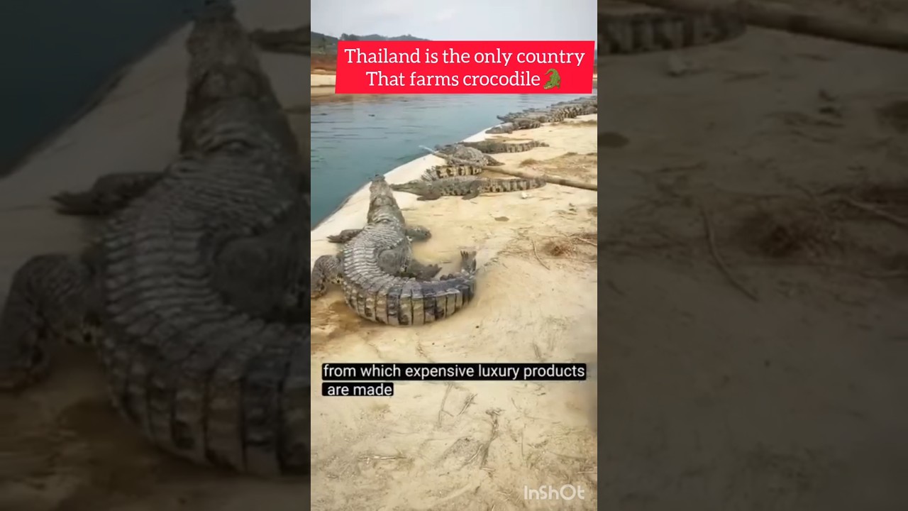 #Thailand is the only country tht farm crocodiles🐊 in the world #orinococrocodile #trending #goviral