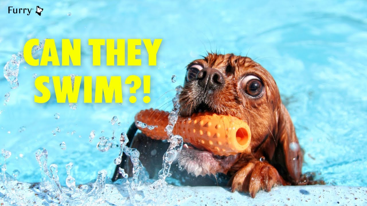 Do Dogs Know How to Swim? Why Are Some Dogs Afraid of Water?