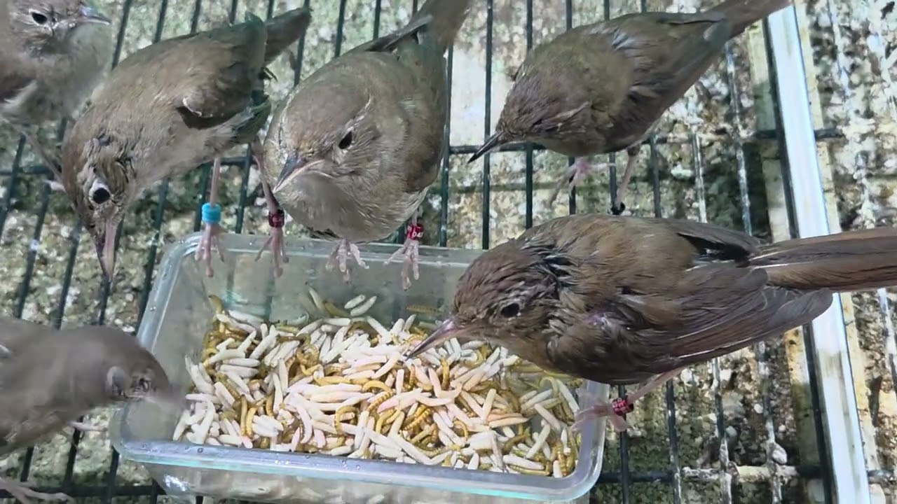 #Αηδόνι #birds #Usignolo #Ruiseñor #nightingale 