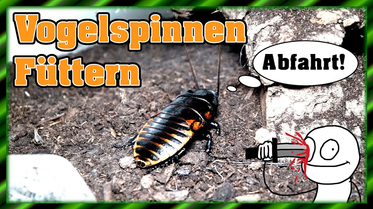 Fauchschaben verfüttern | Vogelspinnen Fütterung