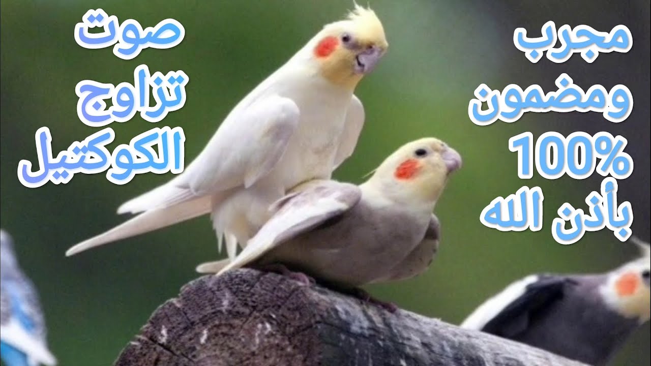 أفضل وأقوى صوت تحفيز طيور الكوكتيل علي التزاوج بسرعة جداابعد سماع هذاالمقطع بأذن الله،Mated.Cocktail
