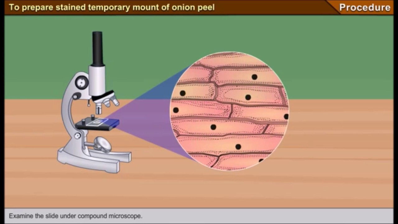 Scienze1_osservazione al microscopio ottico delle cellule di una cipolla