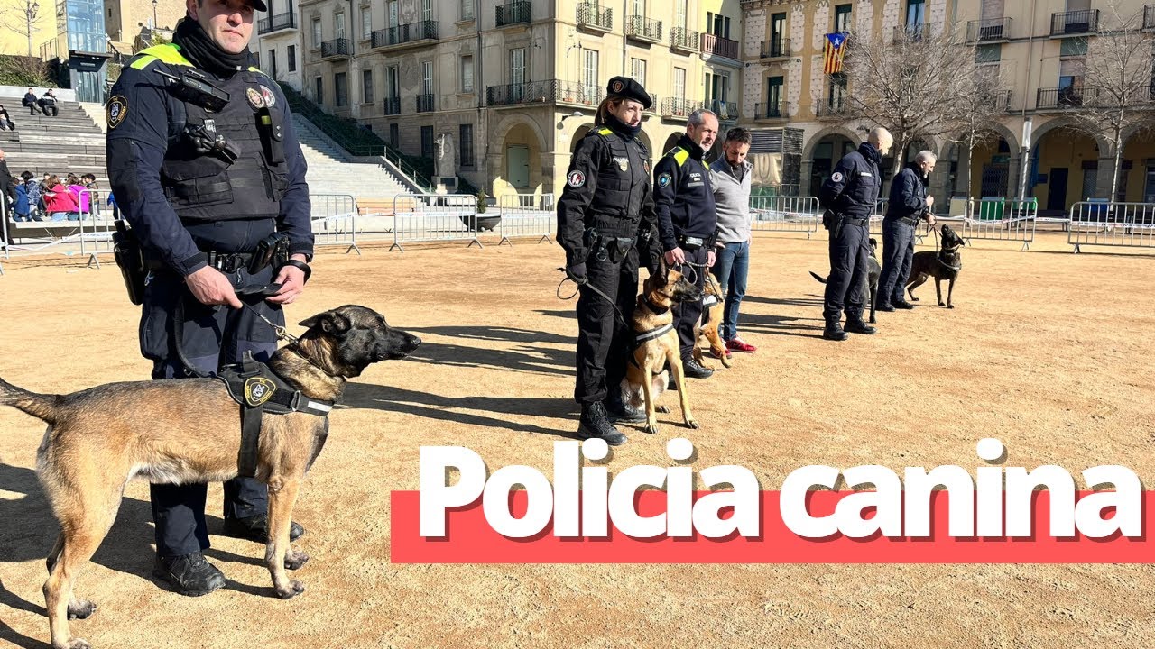 Exhibició de gossos policia a Manlleu