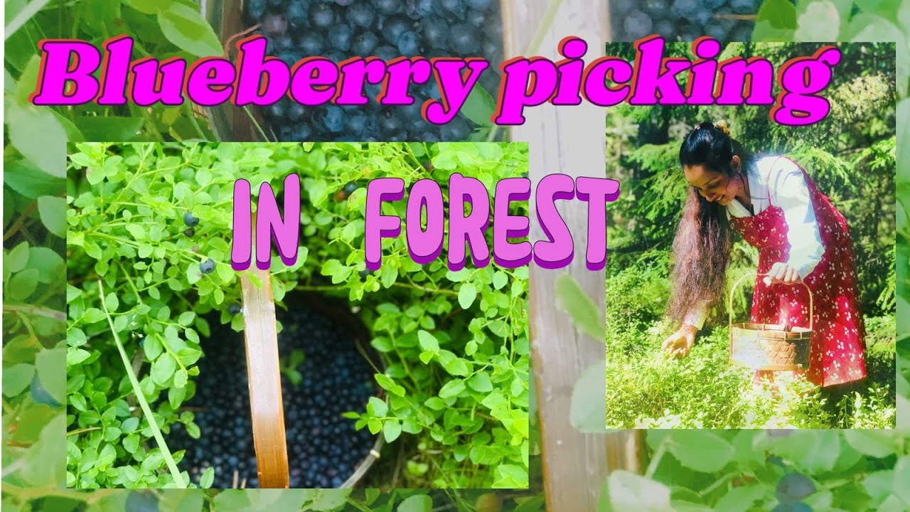 Wild berry picking in europe / කැලේ ගිහින් බෙරි කැඩුවෙ මෙහෙමයි. /බෙරි අච්චාරු හදමුද? / #europe