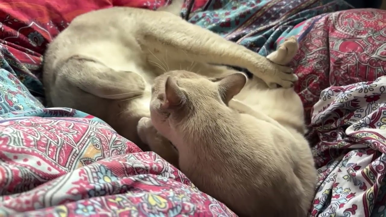 #kittens #fight #slomo Raphael wins!