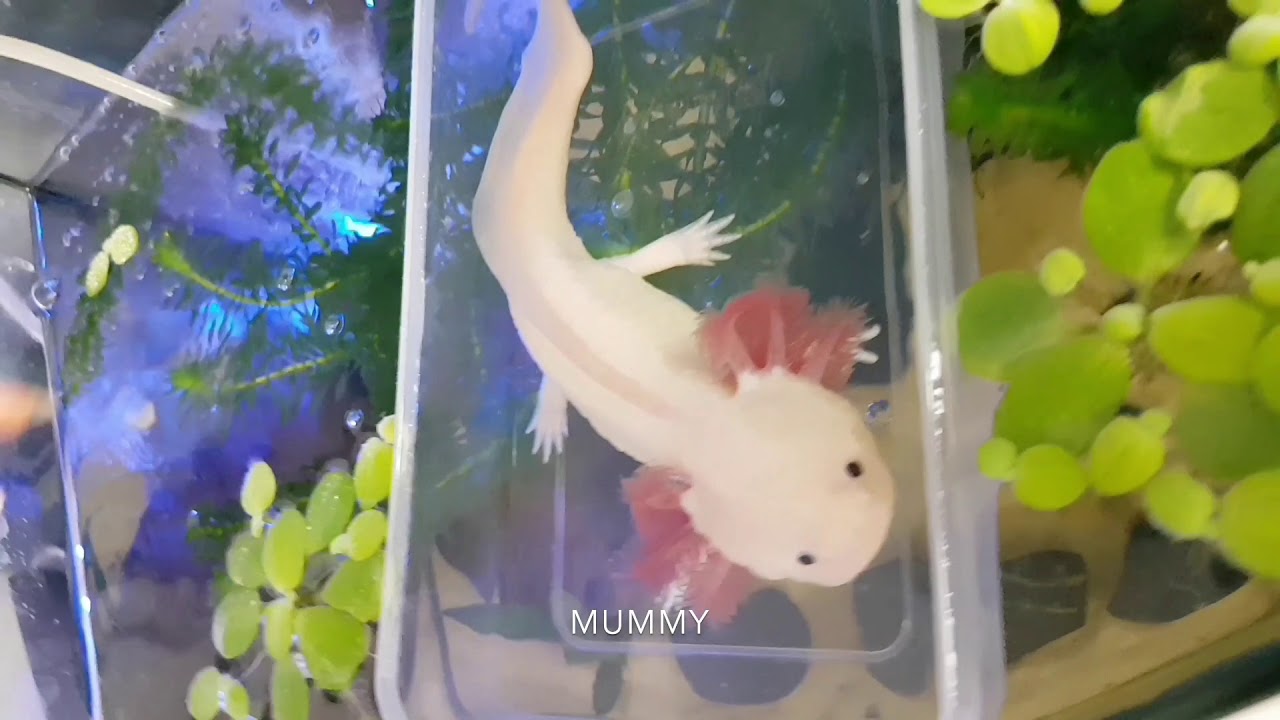 Gary the axolotl finally going in his aquarium.