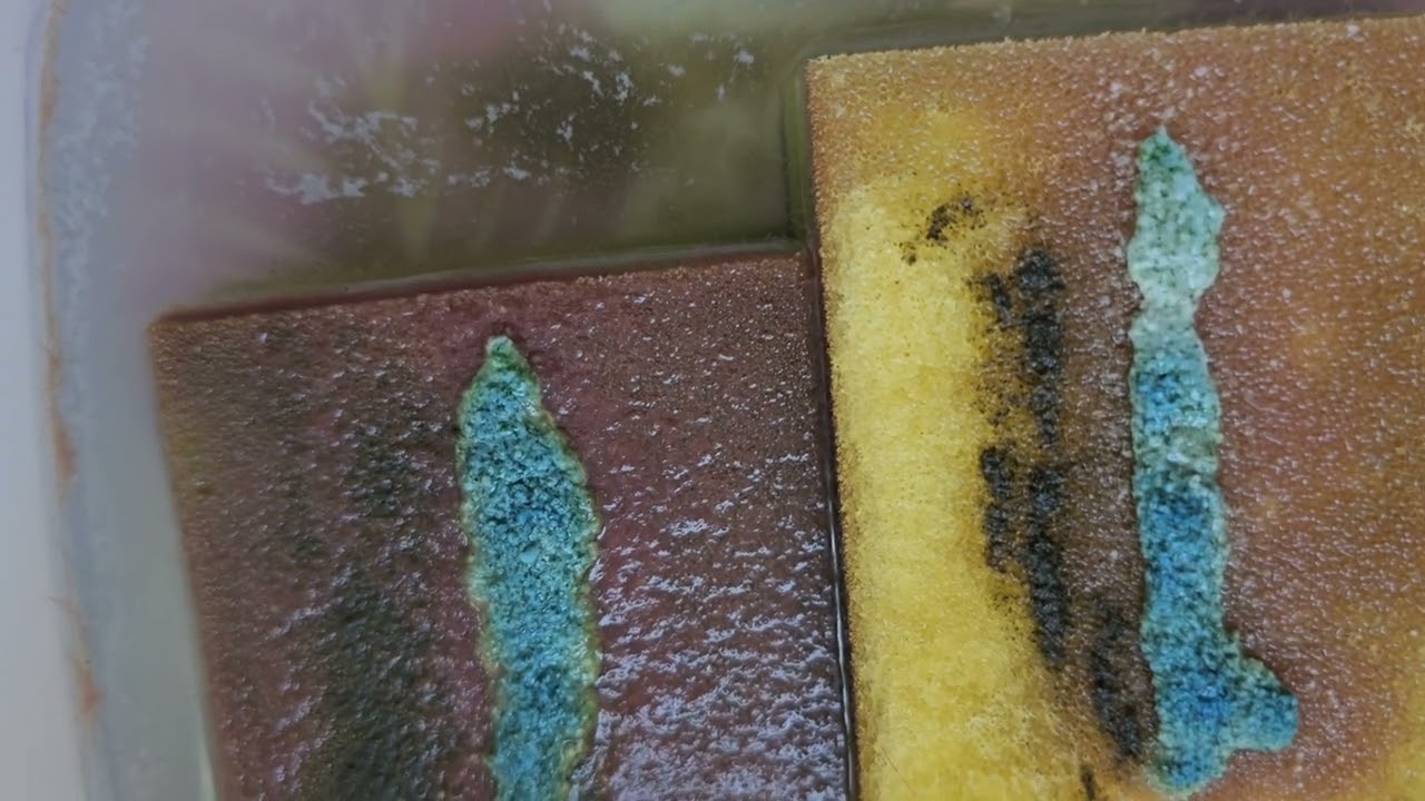 Microfex Neues Futter-experiment 1.Versuch