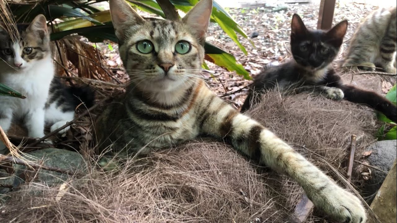 (お正月企画)ママの育児と子猫の成長記録2021年ーキジトラママ編ー
