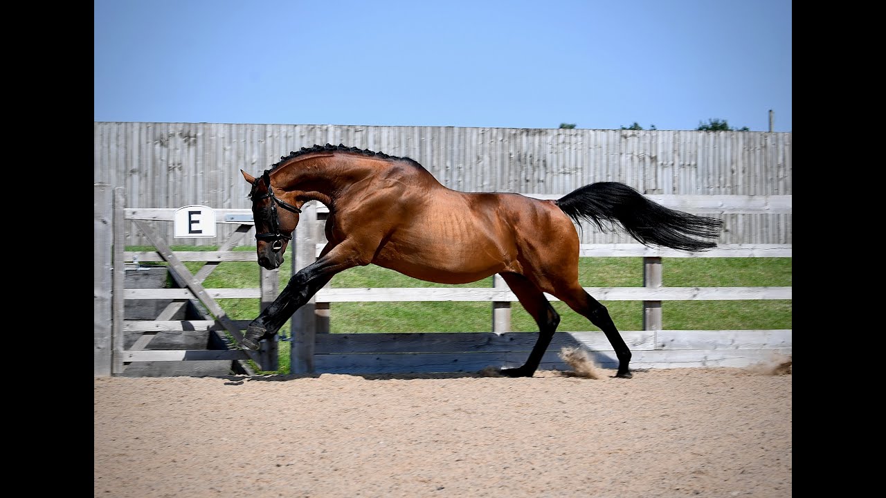 Oliver Townend FEI Eventing World Champion reviewing and endorsing Ansiei at StallionAI 2020