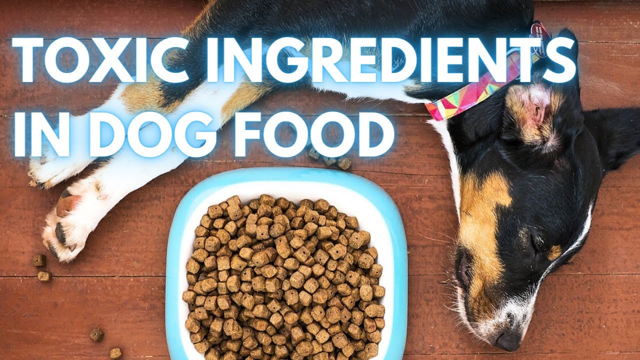 23 Toxic and Harmful Ingredients In Dog Food To Avoid