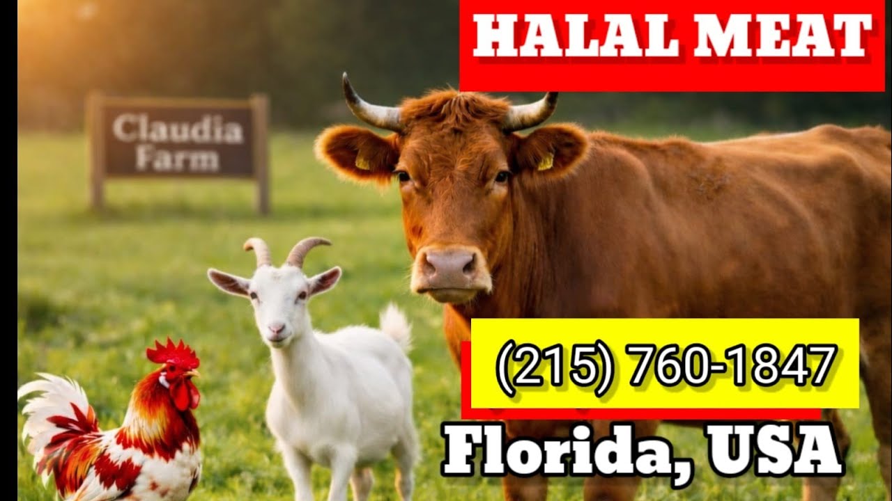 আমেরিকার গরু-ছাগল-মোরগের বিশাল খামার এবং ব্যবস্থাপনা/Halal Livestock Farm in Florida, USA 