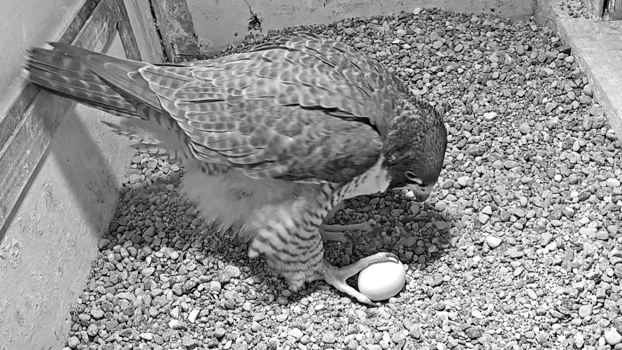Werwa znosi pierwsze jajko 10 03 2026 - 18:11Orlen Płock sokoły wędrowne
