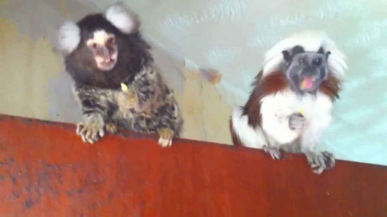 Cotton top tamarin and cotton eared marmoset eating cheese strings
