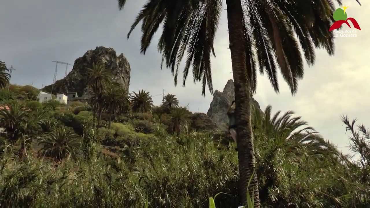 Alimentos de La Gomera: La miel de palma