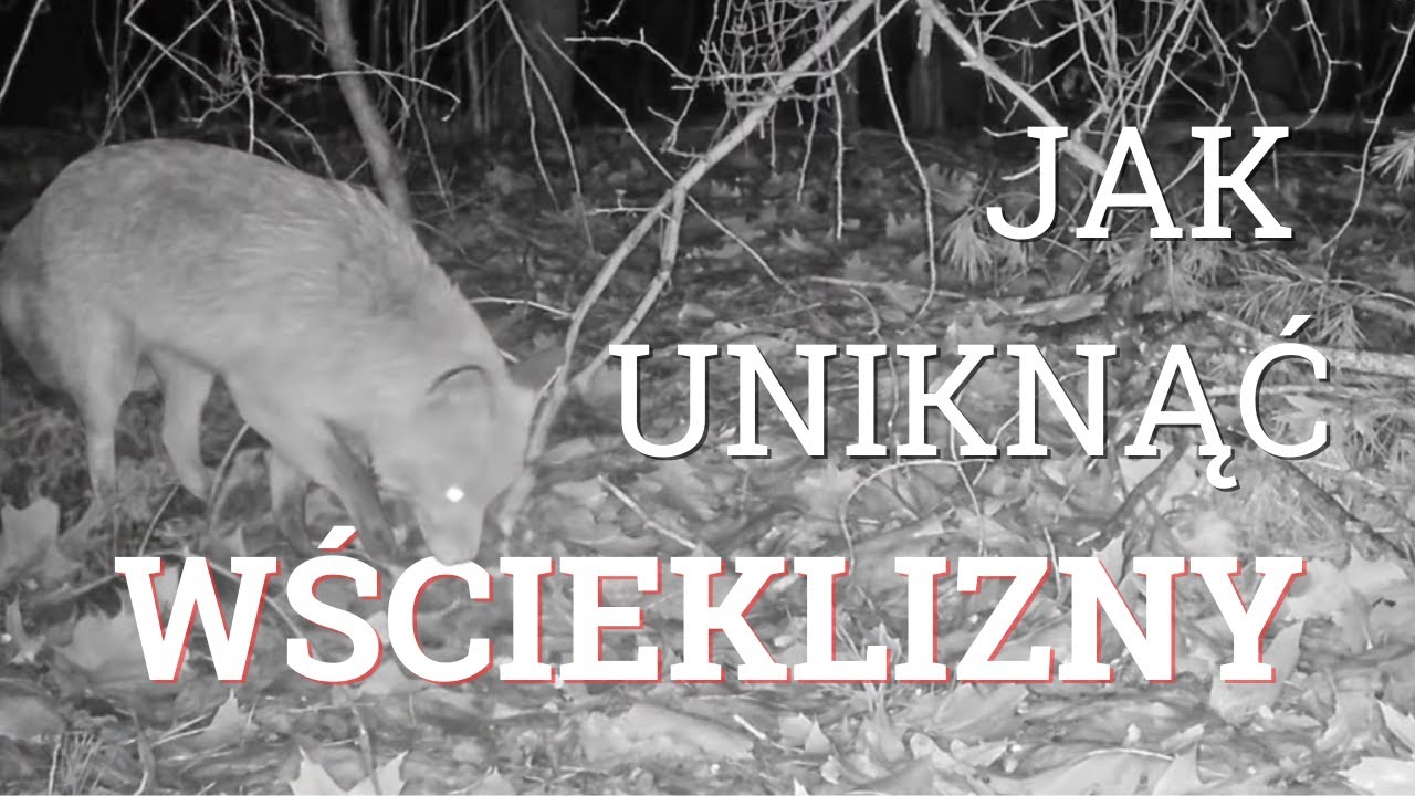 Jak uniknąć wścieklizny?