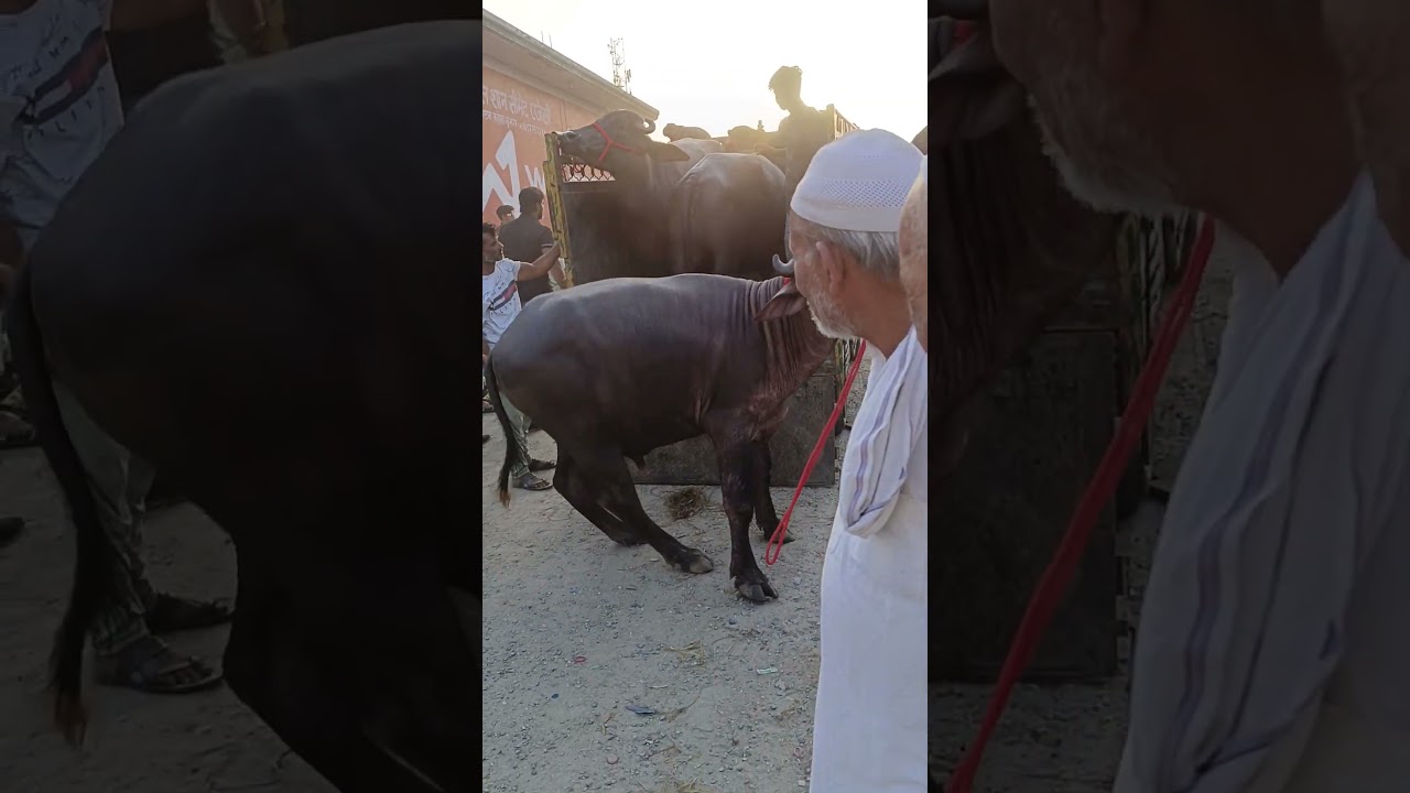 Unloading Qurbani ka Janwar #cow #viralvideo #trending #qurbani #bakraeid