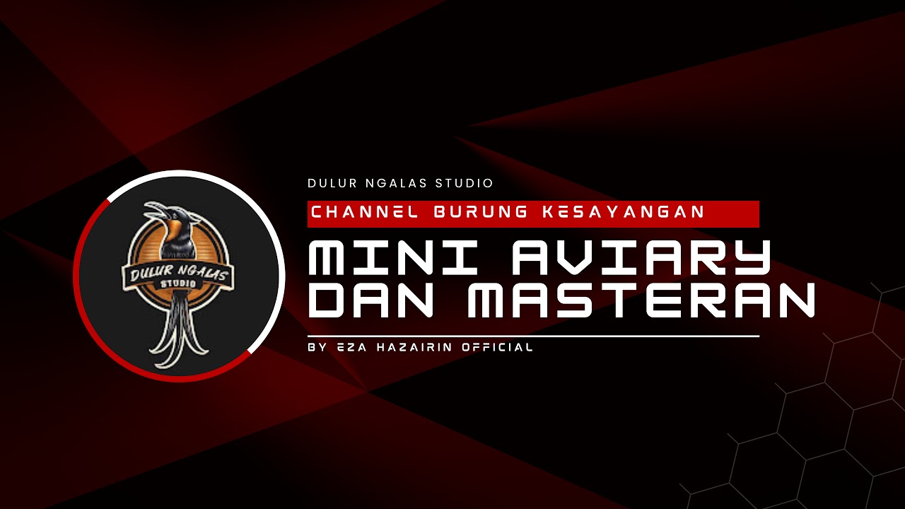 KICAURIA - MINI AVIARY LIVE DULUR NGALAS