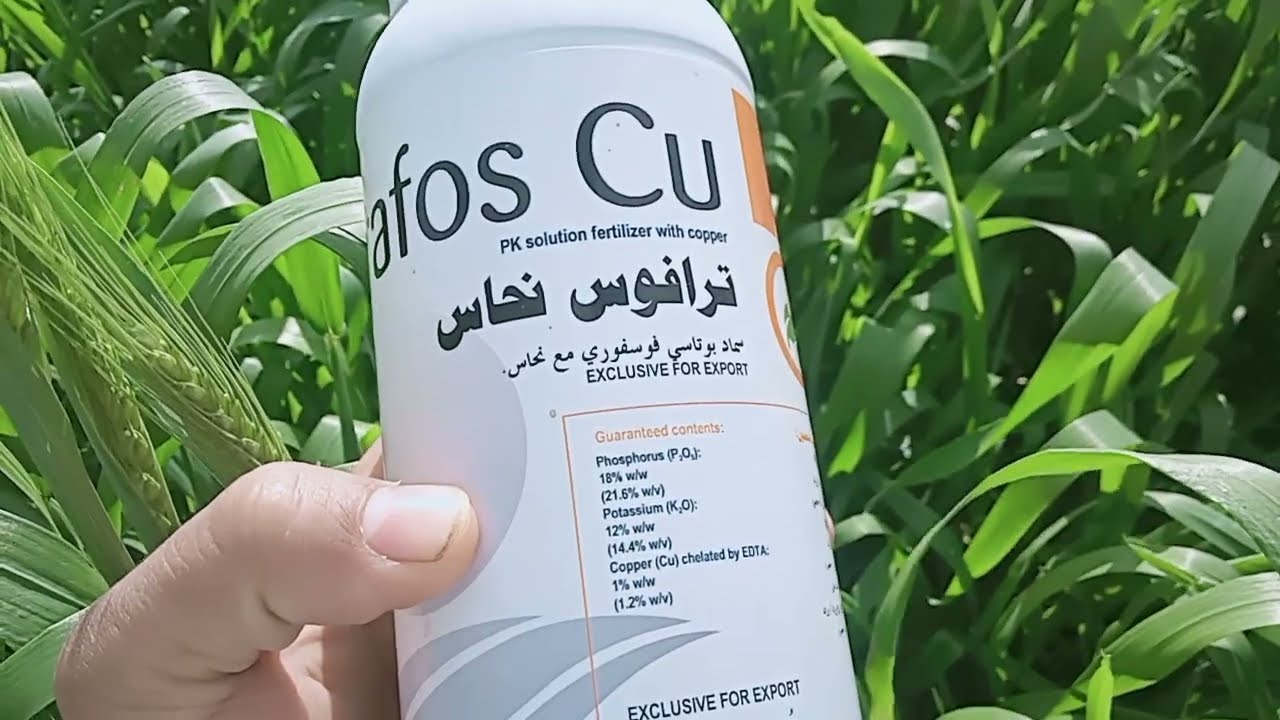 خطوات زراعة القمح  كيفية المحافظة عليه من الرقاد أثناء (طرد السنابل)@الزراعةببساطةوسهولة