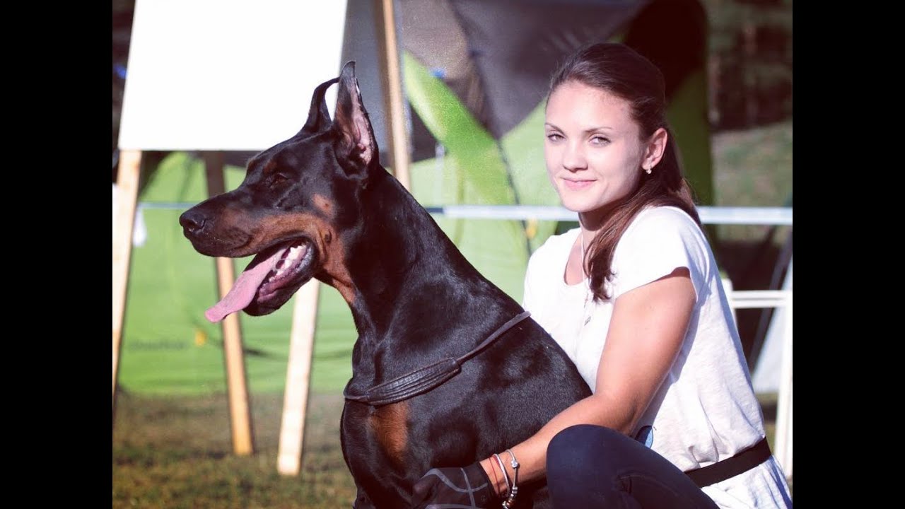 European Doberman - Arxangel von Schwarze Kraft