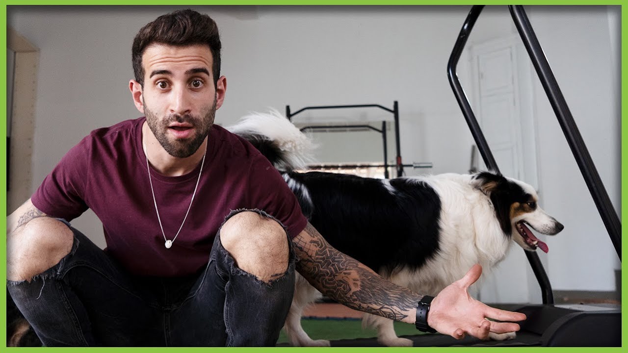 Como ensinar seu cachorro a andar na esteira