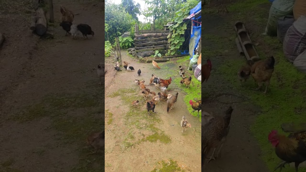 #syiar local