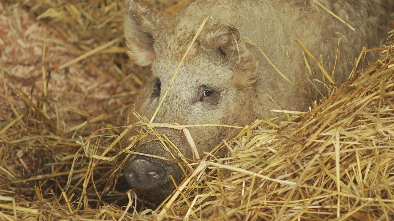 Pitt Cue's Tom Adams on raising his rare-breed Mangalitsa pigs
